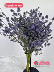 Eryngium Azul