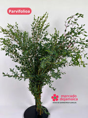 Parvifolia