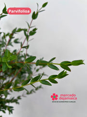 Parvifolia