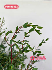 Parvifolia