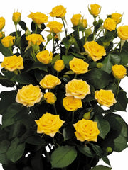 Mini rosa amarilla ramo