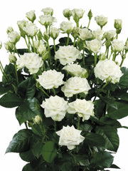 Mini rosa blanco ramo
