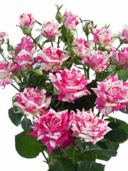 Mini rosa confeti ramo