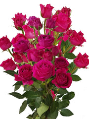 Mini rosa fucsia ramo
