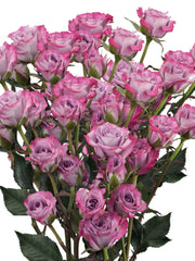 Mini rosa lila ocean ramo