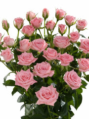 Mini rosa color rosa ramo