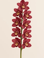 Orquídea cymbidium rosa importada