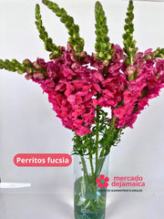Perrito Fucsia