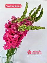 Perrito Fucsia