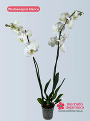 Phalaenopsis Blanca