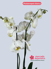 Phalaenopsis Blanca
