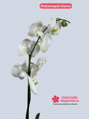 Phalaenopsis Blanca