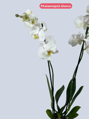 Phalaenopsis Blanca