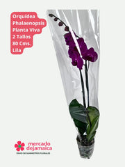 Phalaenopsis Lila