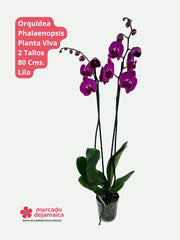 Phalaenopsis Lila