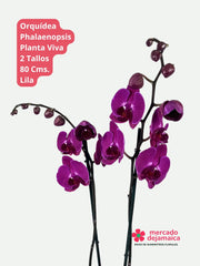 Phalaenopsis Lila