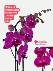Phalaenopsis Lila