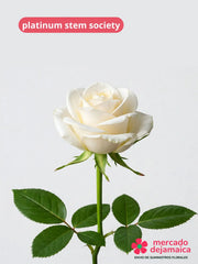 Platinum Stem Society