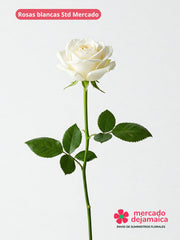 24 Rosas blanco