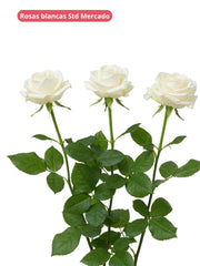 24 Rosas blanco