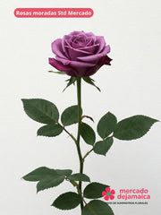 24 Rosas morada