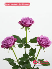 24 Rosas morada