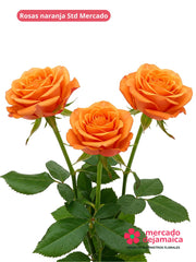 24 Rosas naranja