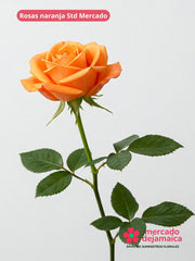 24 Rosas naranja