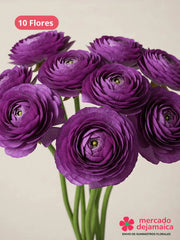 Ranunculus Morado