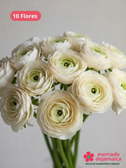 Ranunculus Blanco