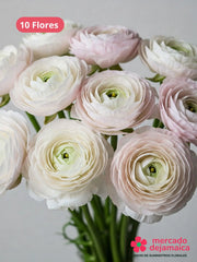Ranunculus Blush