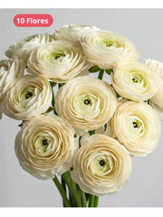 Ranunculus Crema