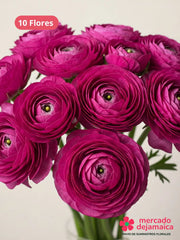 Ranunculus Fucsia