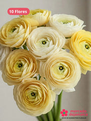 Ranunculus Mantequilla