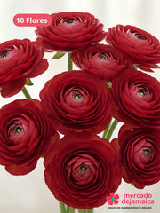 Ranunculus Rojos