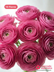 Ranunculus Rosa