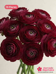 Ranunculus Vino