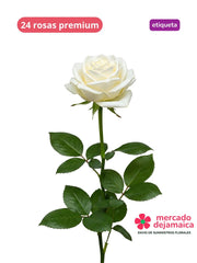 Rosas Blanca Et. Morado