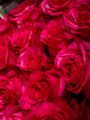 24 Rosas fucsia paquete