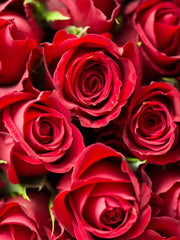 24 Rosas rojo paquete