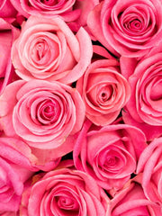 24 Rosas color rosa paquete
