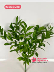 Ruscus Mediano