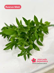 Ruscus Mediano