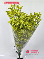 Limonium Amarillos