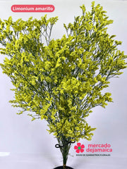 Limonium Amarillos