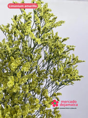 Limonium Amarillos