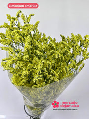 Limonium Amarillos