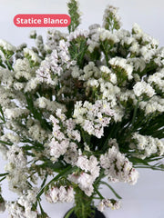 Statice Blanco