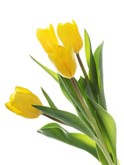 Tulipanes amarilos ramo
